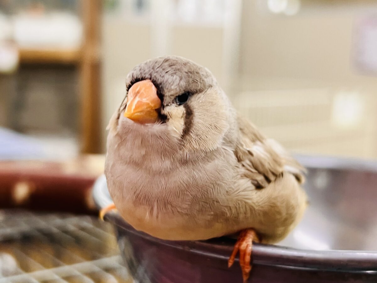画像更新☆もちもち埋もれ顔♡ジャンボキンカチョウ！🌟
