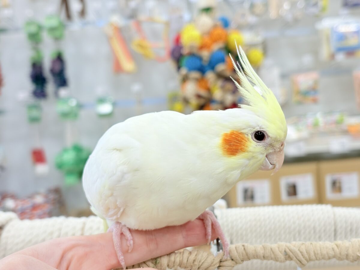 オカメインコ