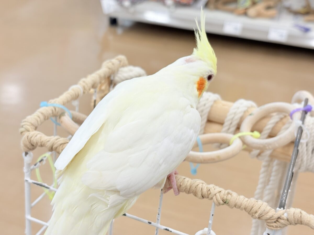 オカメインコ