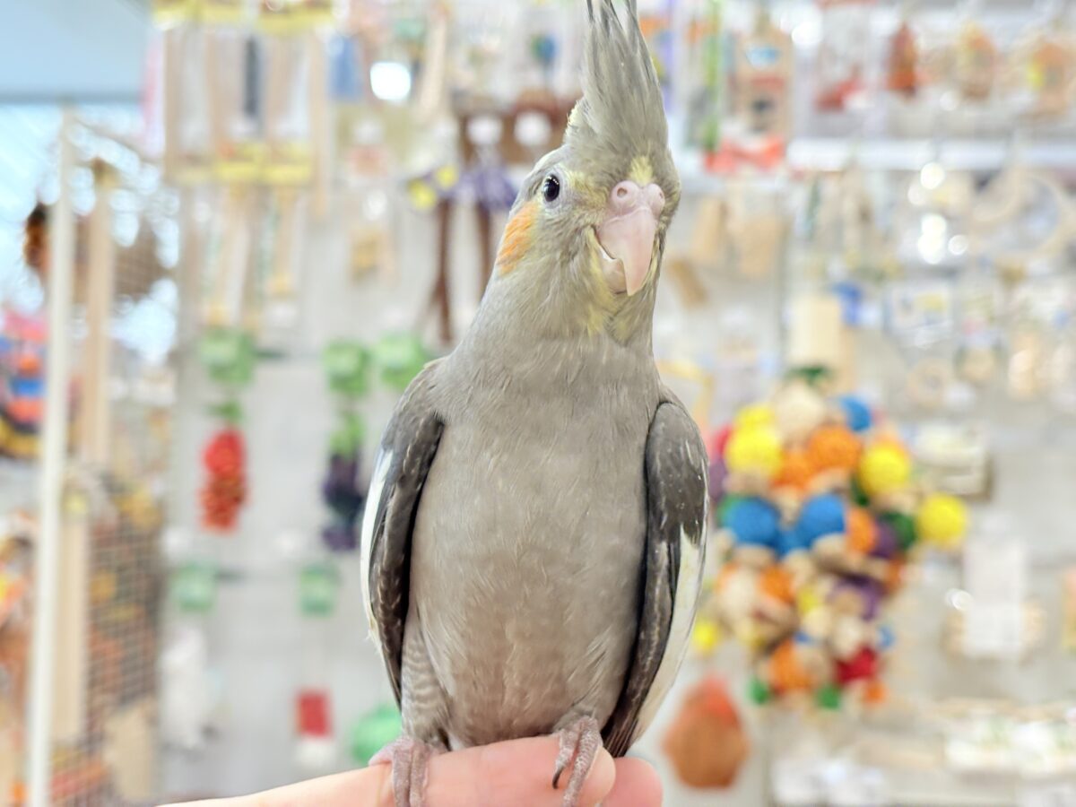 【最新画像更新🪄】濃いめで渋くいっちゃうよ🐥🩶オカメインコ(ノーマル) オカメインコ