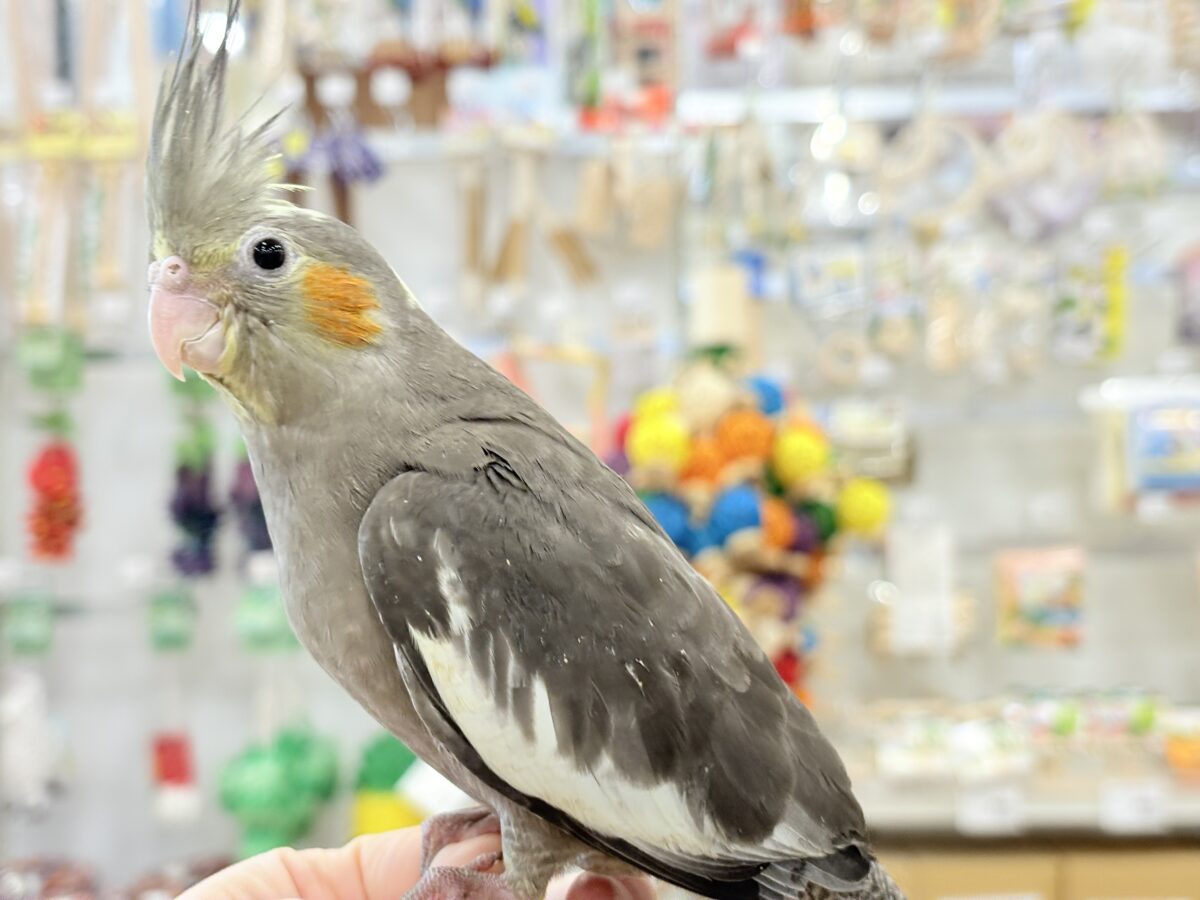 【最新画像更新🪄】濃いめで渋くいっちゃうよ🐥🩶オカメインコ(ノーマル) オカメインコ