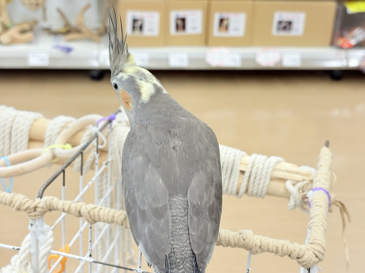 【最新画像更新🪄】濃いめで渋くいっちゃうよ🐥🩶オカメインコ(ノーマル) オカメインコ
