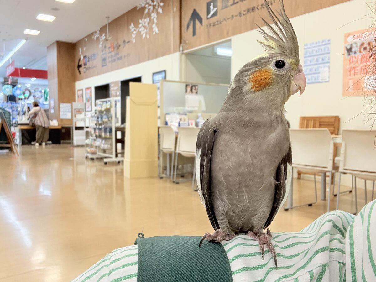 【最新画像更新🪄】濃いめで渋くいっちゃうよ🐥🩶オカメインコ(ノーマル) オカメインコ