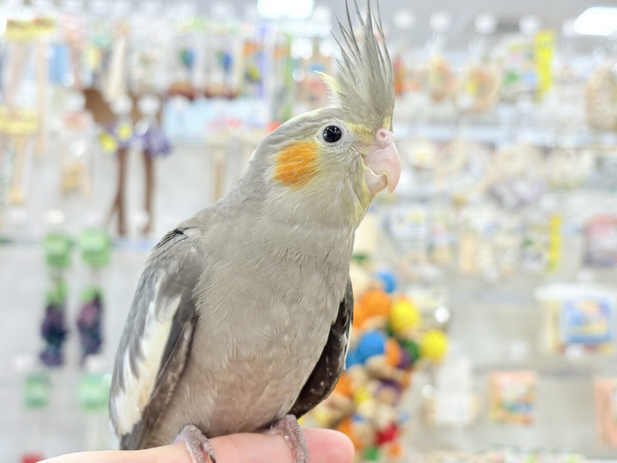 【最新画像更新🪄】濃いめで渋くいっちゃうよ🐥🩶オカメインコ(ノーマル) オカメインコ