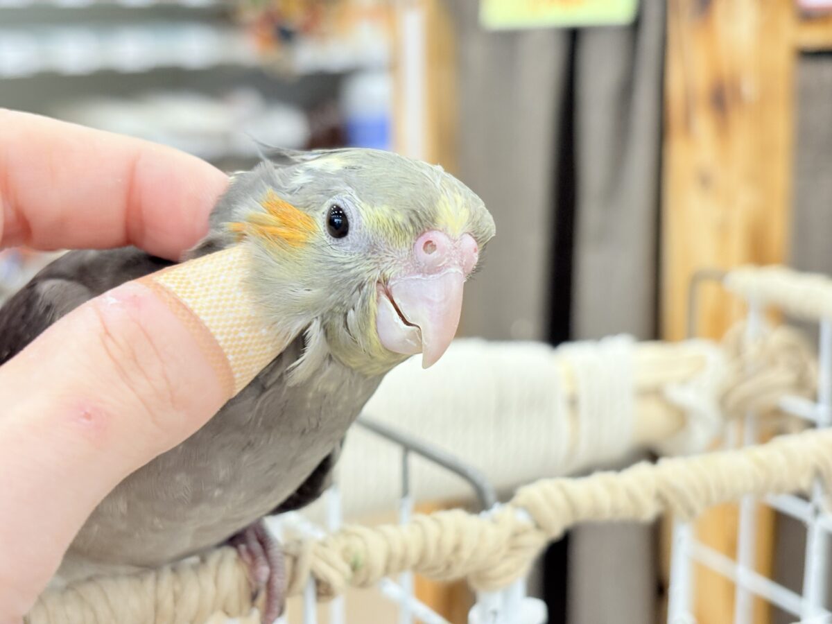 【最新画像更新🪄】濃いめで渋くいっちゃうよ🐥🩶オカメインコ(ノーマル) オカメインコ
