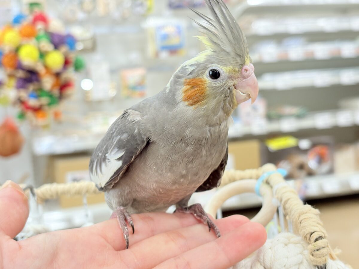 【最新画像更新🪄】濃いめで渋くいっちゃうよ🐥🩶オカメインコ(ノーマル) オカメインコ