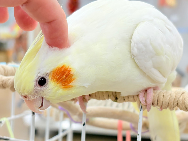 ずっしり体型の甘えん坊さん~♩♩オカメインコ(ルチノー)