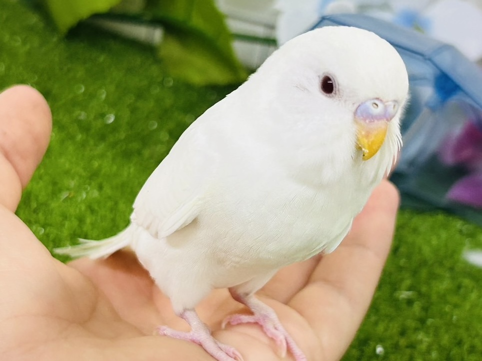 セキセイインコ