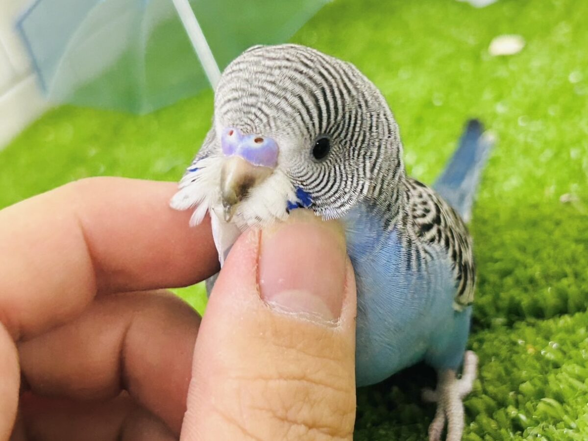 ✨最新画像✨進めは青❕💙しましまﾋﾟｰｰｯ🚥💭セキセイインコ(ノーマル/2026年5月生まれ)