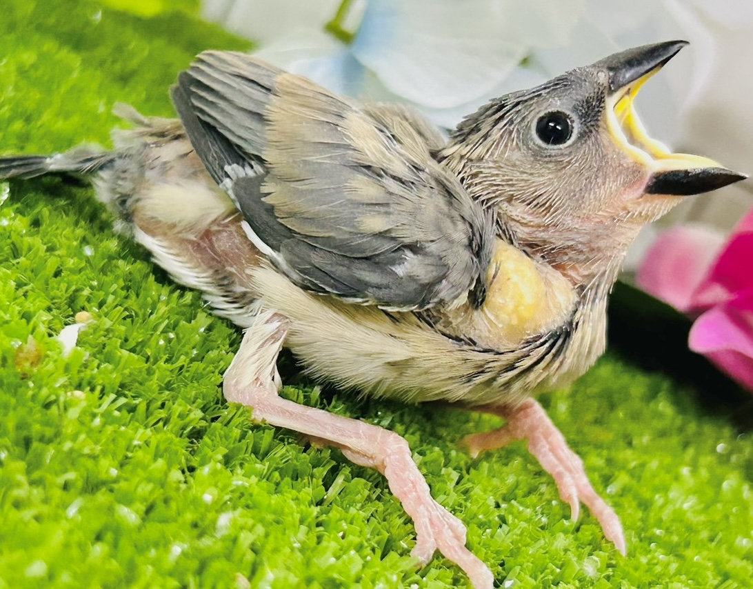 漆黒に変身🖤⟡.·Blooming🌸桜文鳥(2026年5月生まれ) 桜文鳥