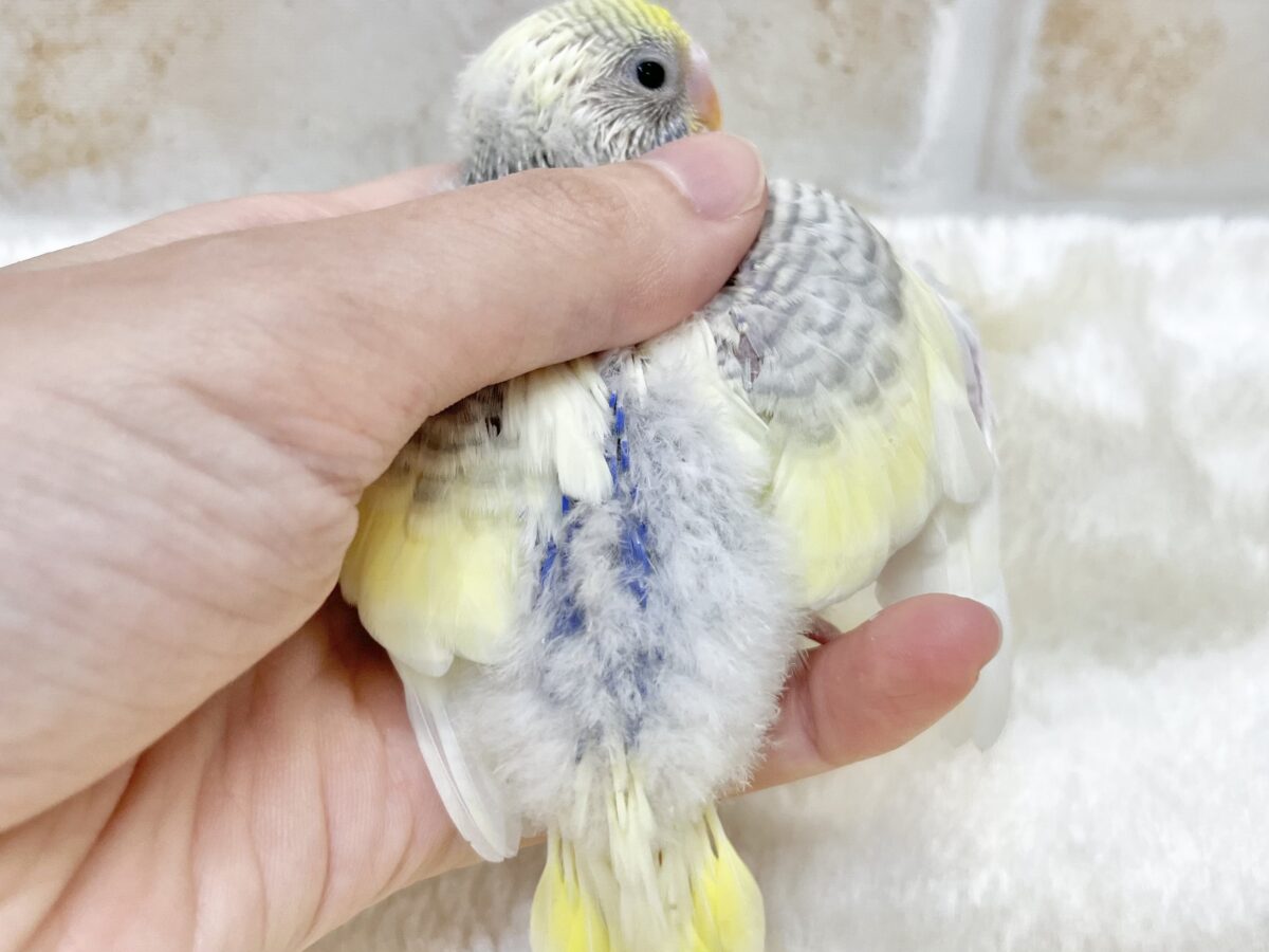 キレイです✨個性的カラー💜✨ セキセイインコ(YF パイド グレイウイング バイオレット) セキセイインコ