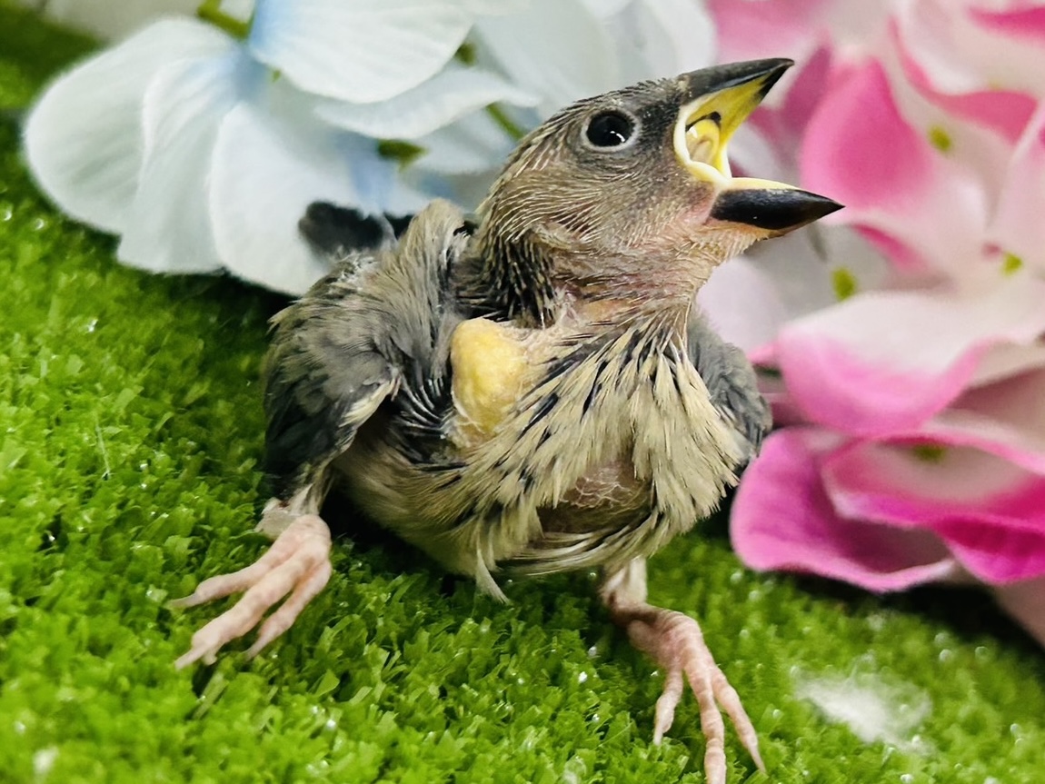 漆黒に変身🖤⟡.·Blooming🌸桜文鳥(2026年5月生まれ) 桜文鳥