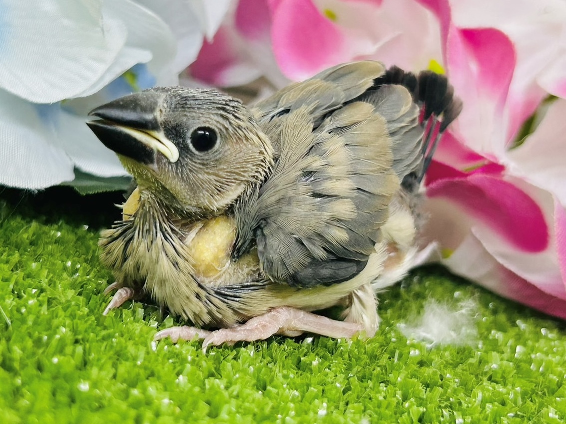 漆黒に変身🖤⟡.·Blooming🌸桜文鳥(2026年5月生まれ) 桜文鳥