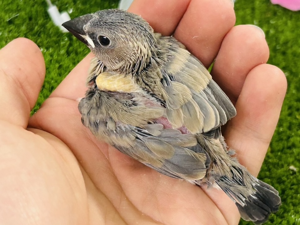 漆黒に変身🖤⟡.·Blooming🌸桜文鳥(2026年5月生まれ) 桜文鳥