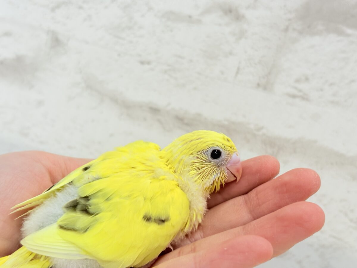 【最新画像更新🪄】プリティーなタレ目フェイス🐣💛セキセイインコ(黄色ハルクイン) ヒナ セキセイインコ