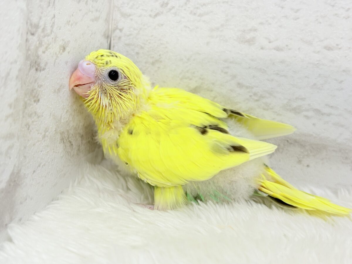 【最新画像更新🪄】プリティーなタレ目フェイス🐣💛セキセイインコ(黄色ハルクイン) ヒナ セキセイインコ