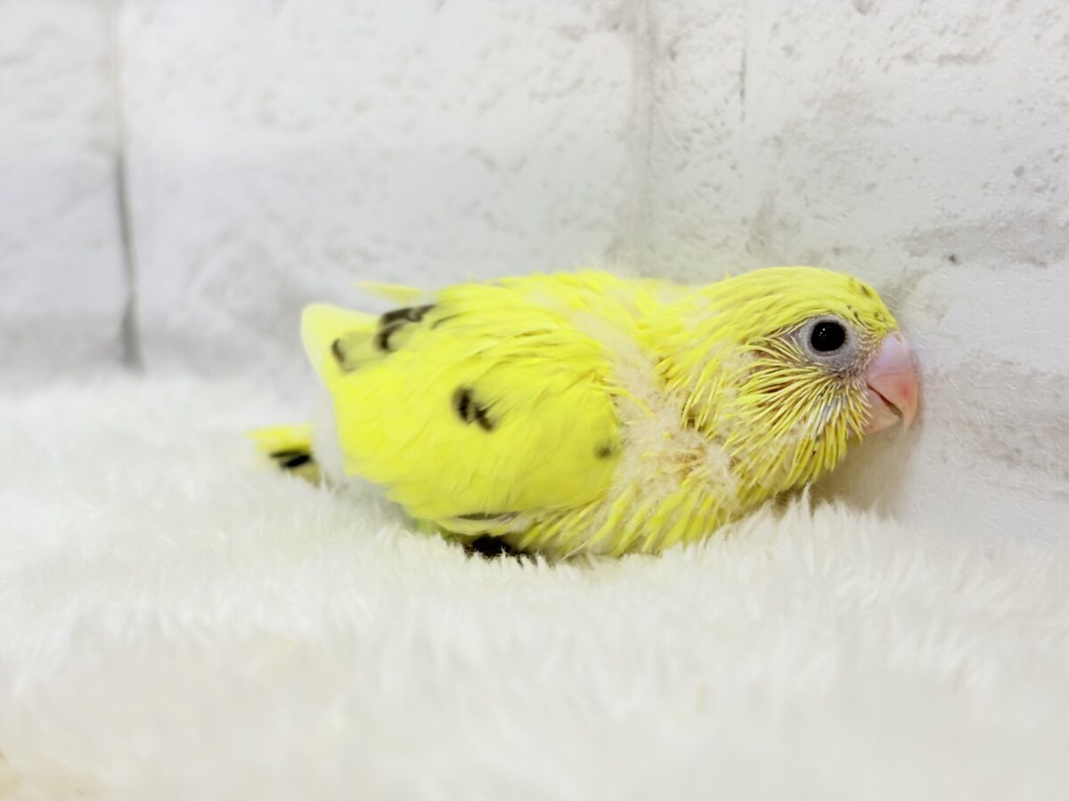 【最新画像更新🪄】プリティーなタレ目フェイス🐣💛セキセイインコ(黄色ハルクイン) ヒナ セキセイインコ