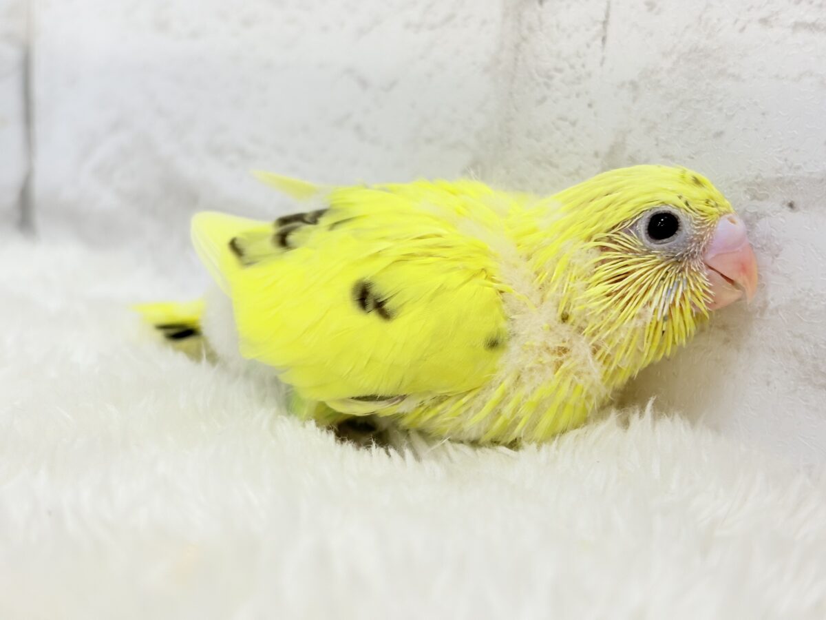【最新画像更新🪄】プリティーなタレ目フェイス🐣💛セキセイインコ(黄色ハルクイン) ヒナ セキセイインコ