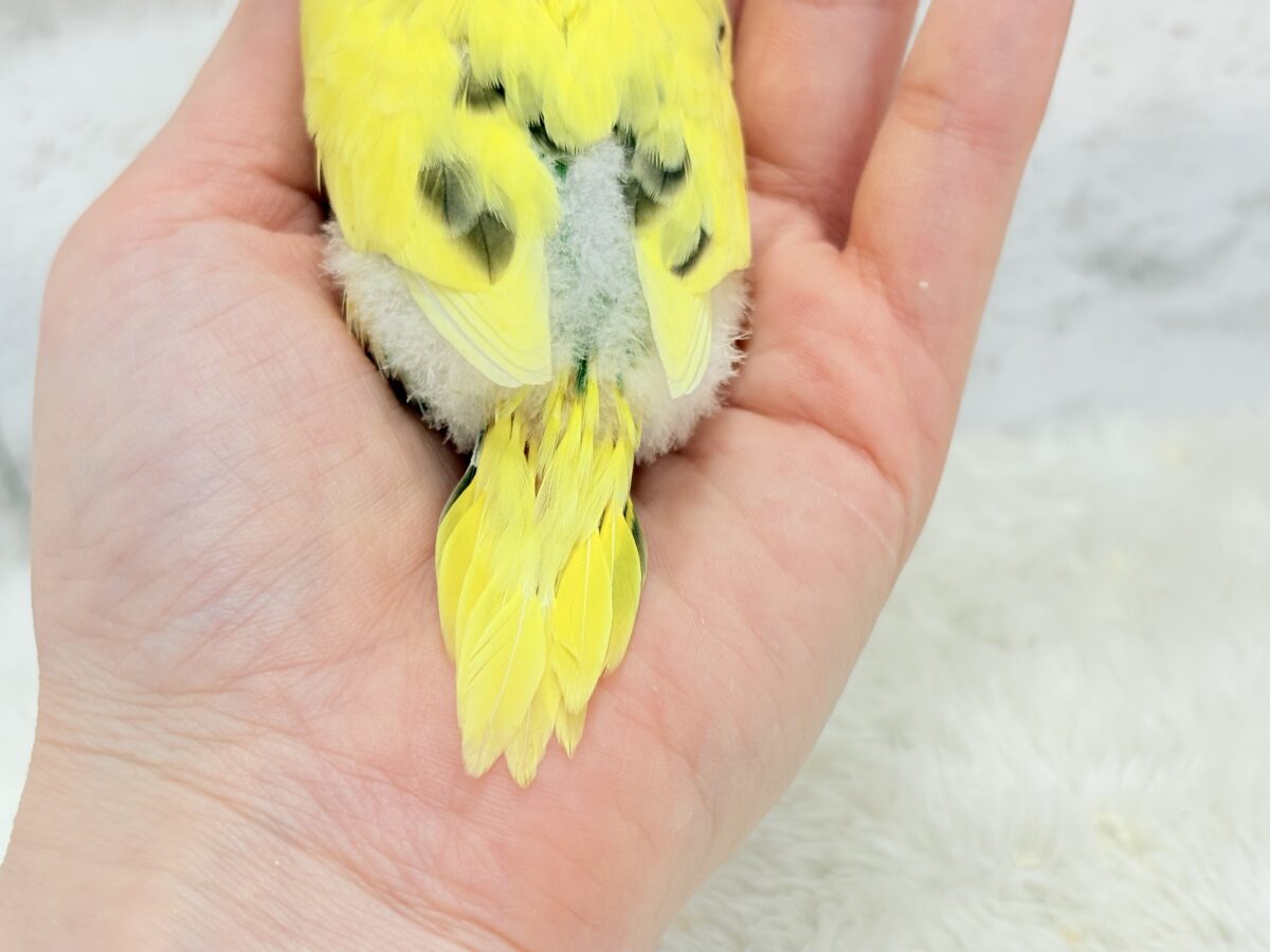 【最新画像更新🪄】プリティーなタレ目フェイス🐣💛セキセイインコ(黄色ハルクイン) ヒナ セキセイインコ