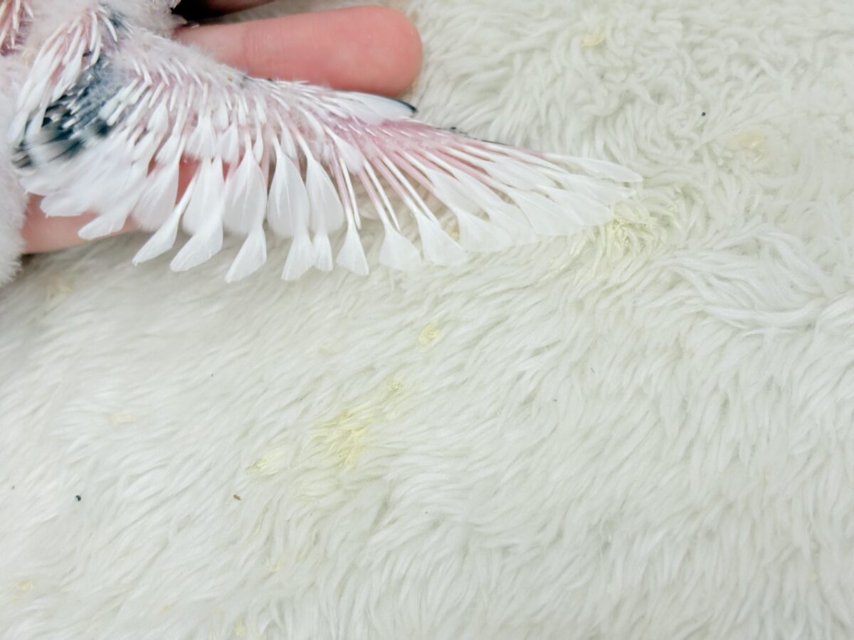 魅力いっぱい💫詰め合わせっ🐣🎁⋆*セキセイインコ(白ハルクイン) ヒナ セキセイインコ