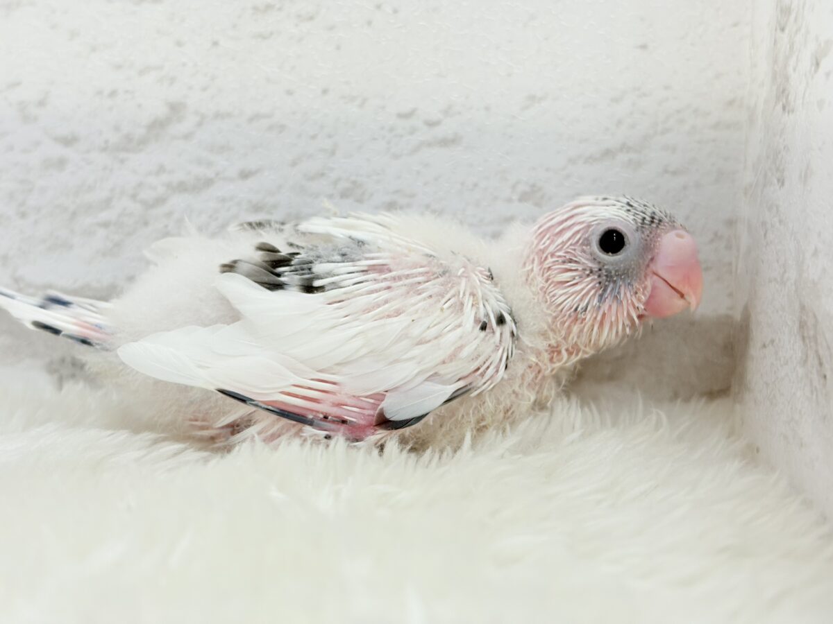 魅力いっぱい💫詰め合わせっ🐣🎁⋆*セキセイインコ(白ハルクイン) ヒナ セキセイインコ