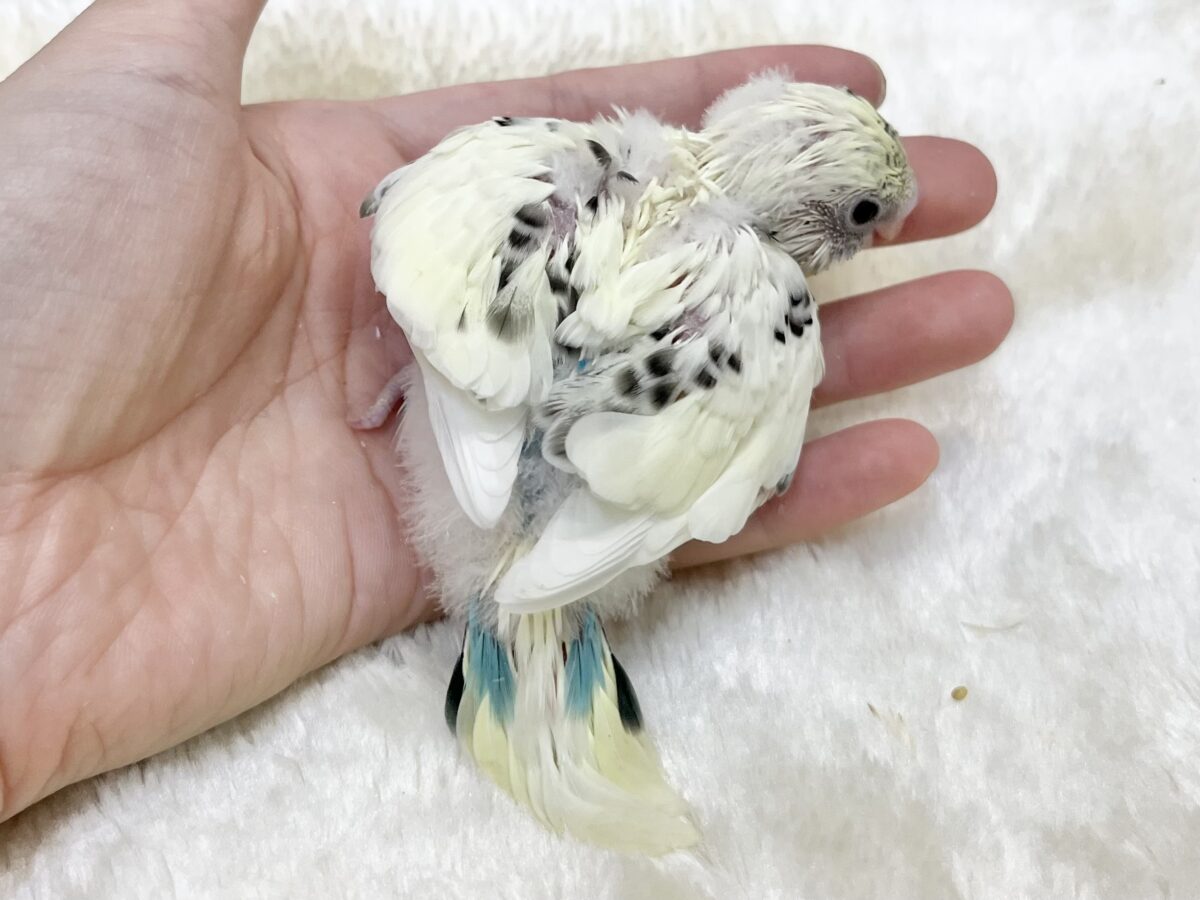 【🆙最新画像あり‼️】永遠のベイビーフェイス💛🤍 セキセイインコ(クリームハルクイン) セキセイインコ