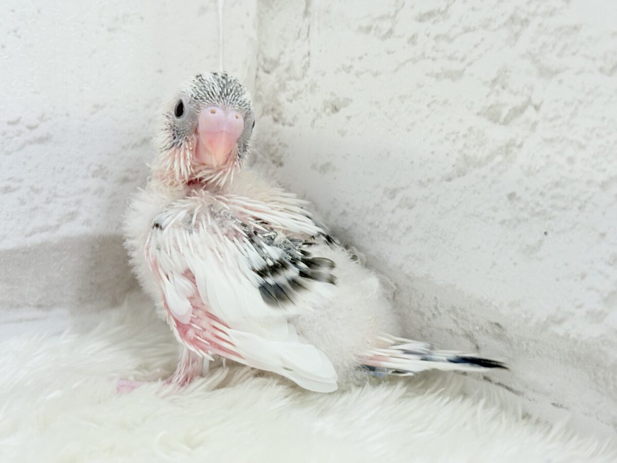 魅力いっぱい💫詰め合わせっ🐣🎁⋆*セキセイインコ(白ハルクイン) ヒナ セキセイインコ
