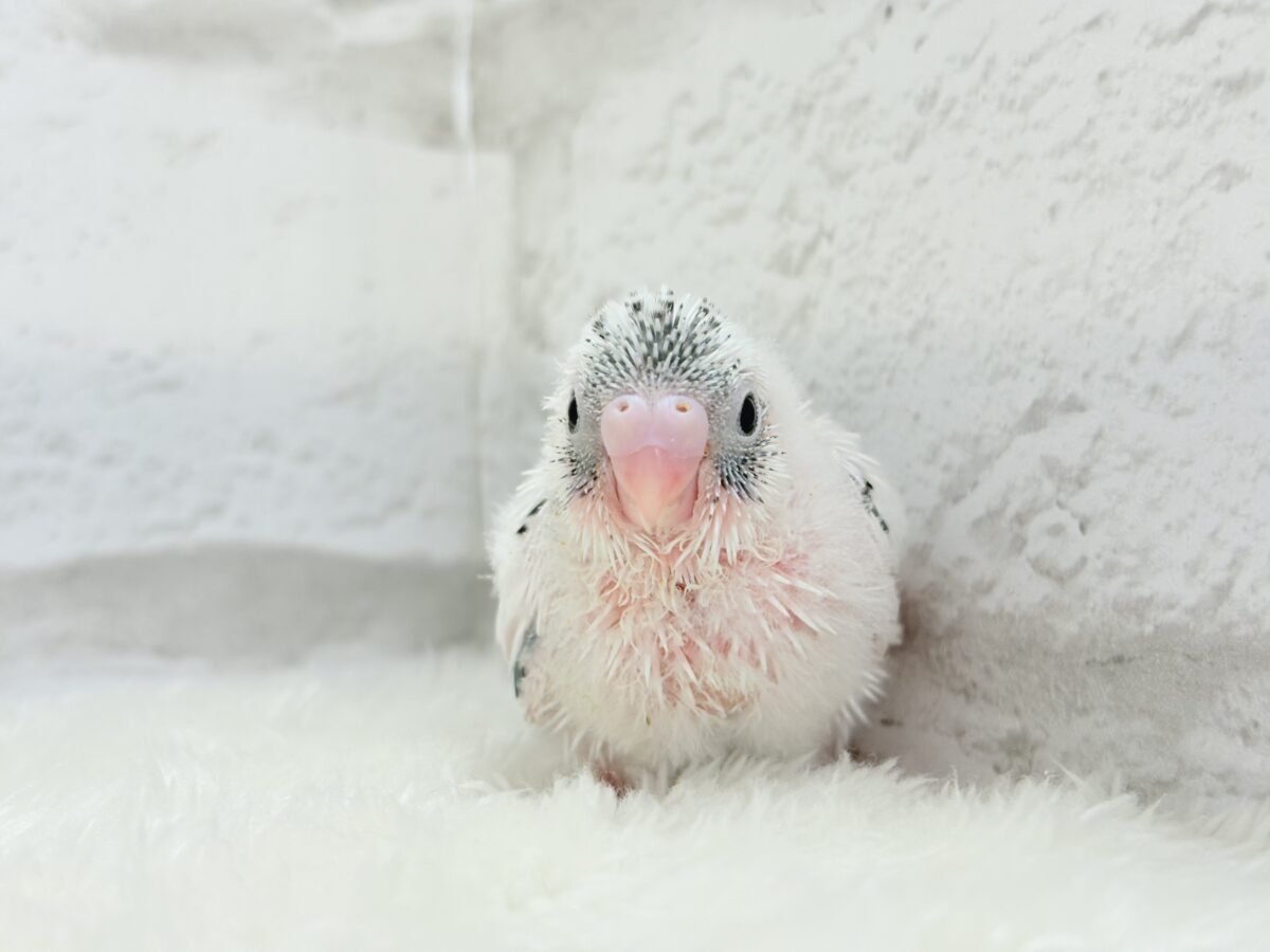 魅力いっぱい💫詰め合わせっ🐣🎁⋆*セキセイインコ(白ハルクイン) ヒナ セキセイインコ