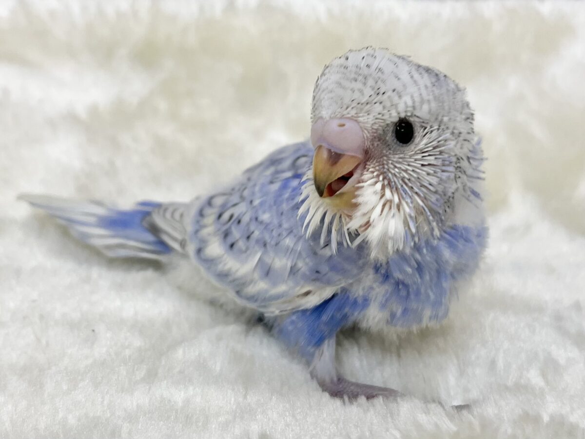 【🆙最新画像あり‼️】可愛いモフちゃん☁️💕 セキセイインコ(ブルースパングル) セキセイインコ