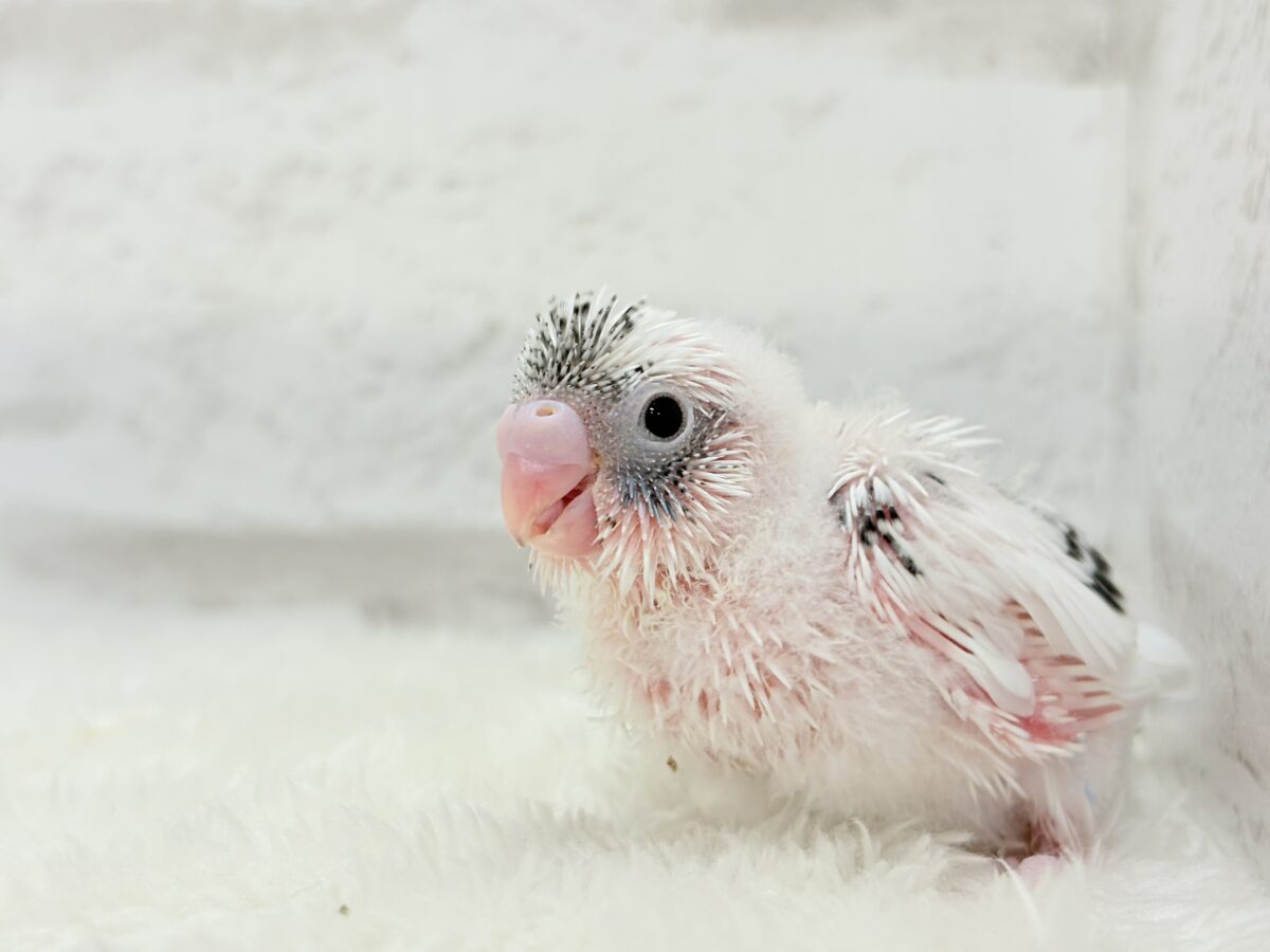 魅力いっぱい💫詰め合わせっ🐣🎁⋆*セキセイインコ(白ハルクイン) ヒナ セキセイインコ