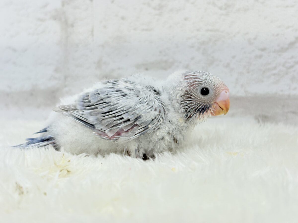 【最新画像更新🪄】ほわっ♡ふわっ♡わた毛に包まれた天使ちゃん🪅セキセイインコ(スパングル) ヒナ セキセイインコ