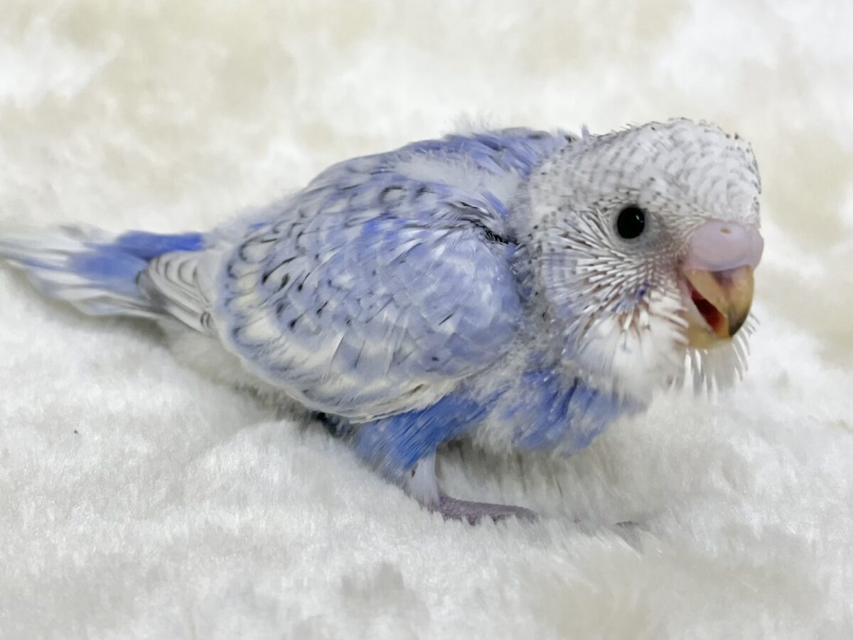 【🆙最新画像あり‼️】可愛いモフちゃん☁️💕 セキセイインコ(ブルースパングル) セキセイインコ