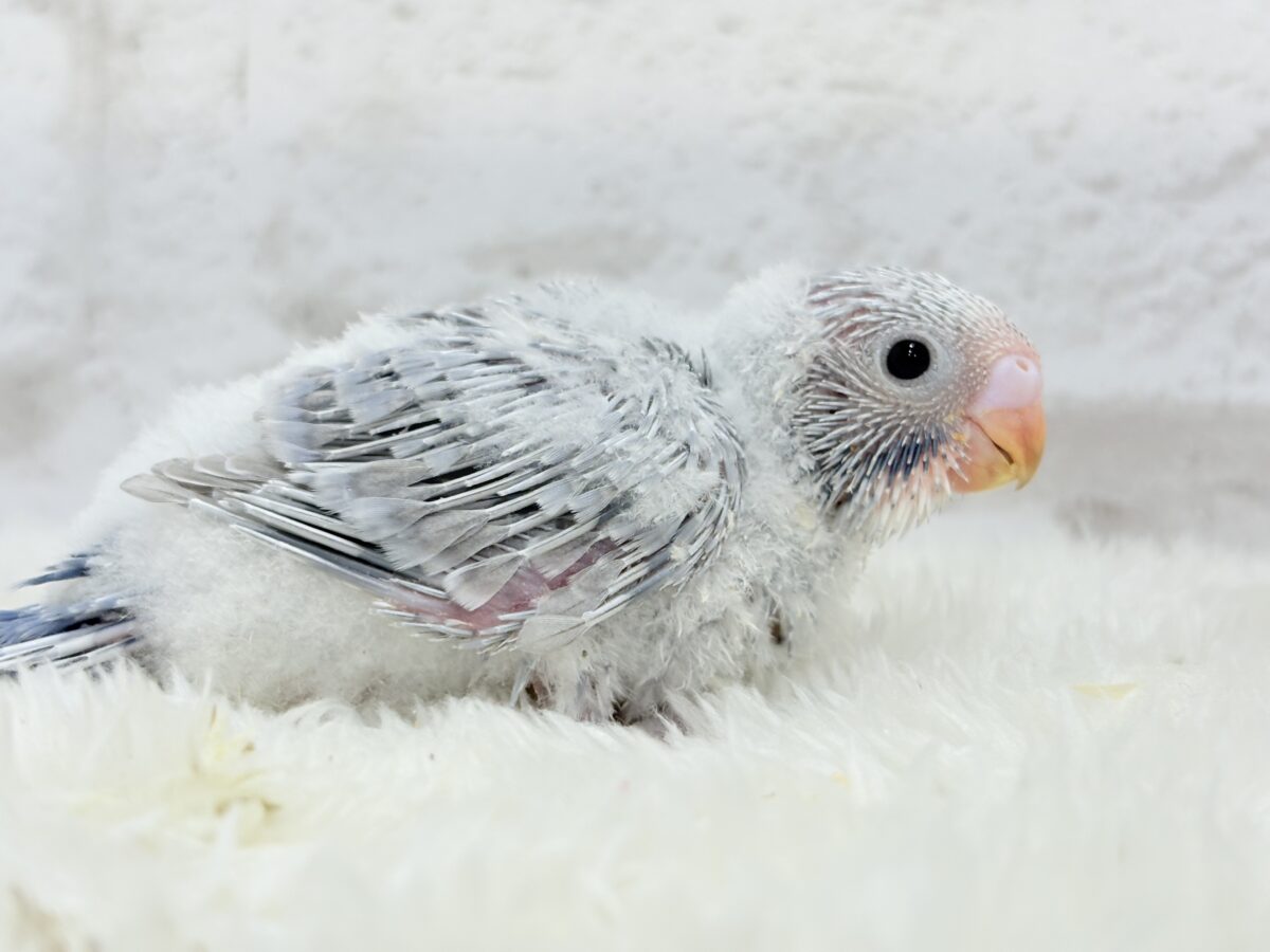 【最新画像更新🪄】ほわっ♡ふわっ♡わた毛に包まれた天使ちゃん🪅セキセイインコ(スパングル) ヒナ セキセイインコ