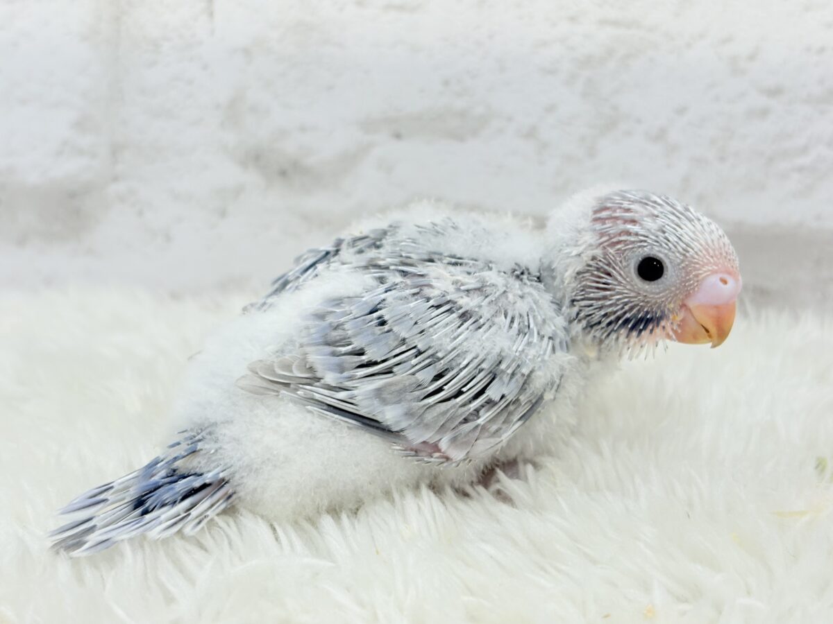 【最新画像更新🪄】ほわっ♡ふわっ♡わた毛に包まれた天使ちゃん🪅セキセイインコ(スパングル) ヒナ セキセイインコ