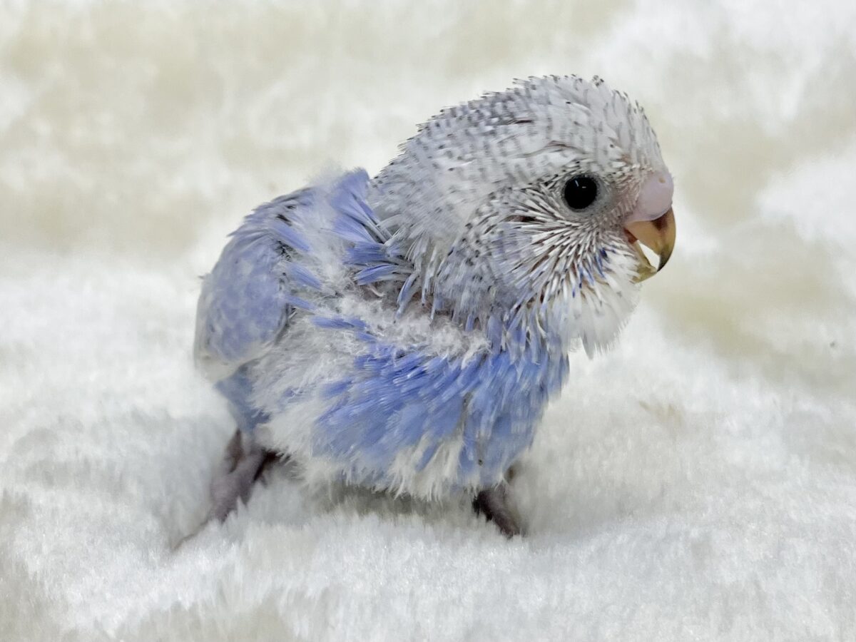 【🆙最新画像あり‼️】可愛いモフちゃん☁️💕 セキセイインコ(ブルースパングル) セキセイインコ
