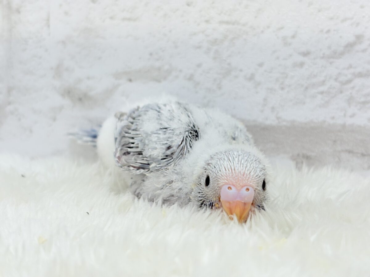 【最新画像更新🪄】ほわっ♡ふわっ♡わた毛に包まれた天使ちゃん🪅セキセイインコ(スパングル) ヒナ セキセイインコ