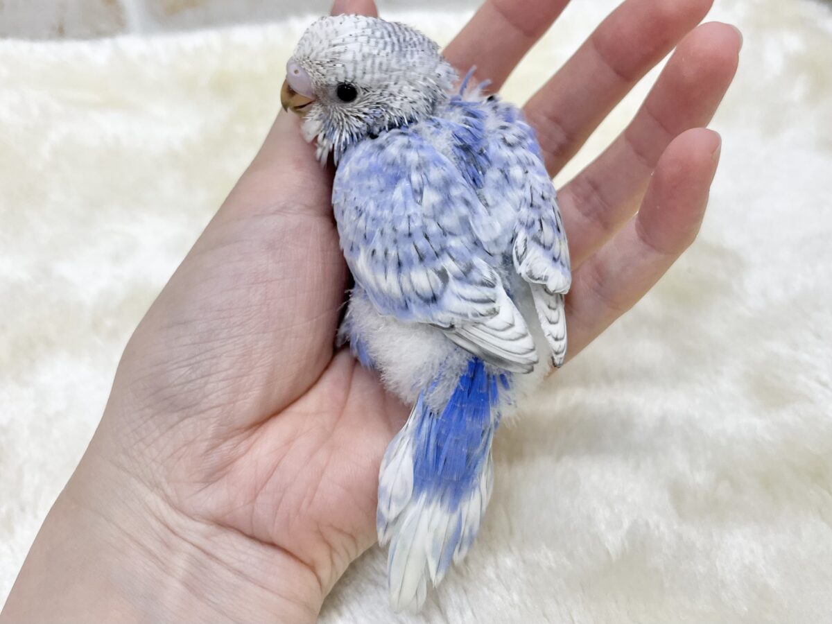 【🆙最新画像あり‼️】可愛いモフちゃん☁️💕 セキセイインコ(ブルースパングル) セキセイインコ