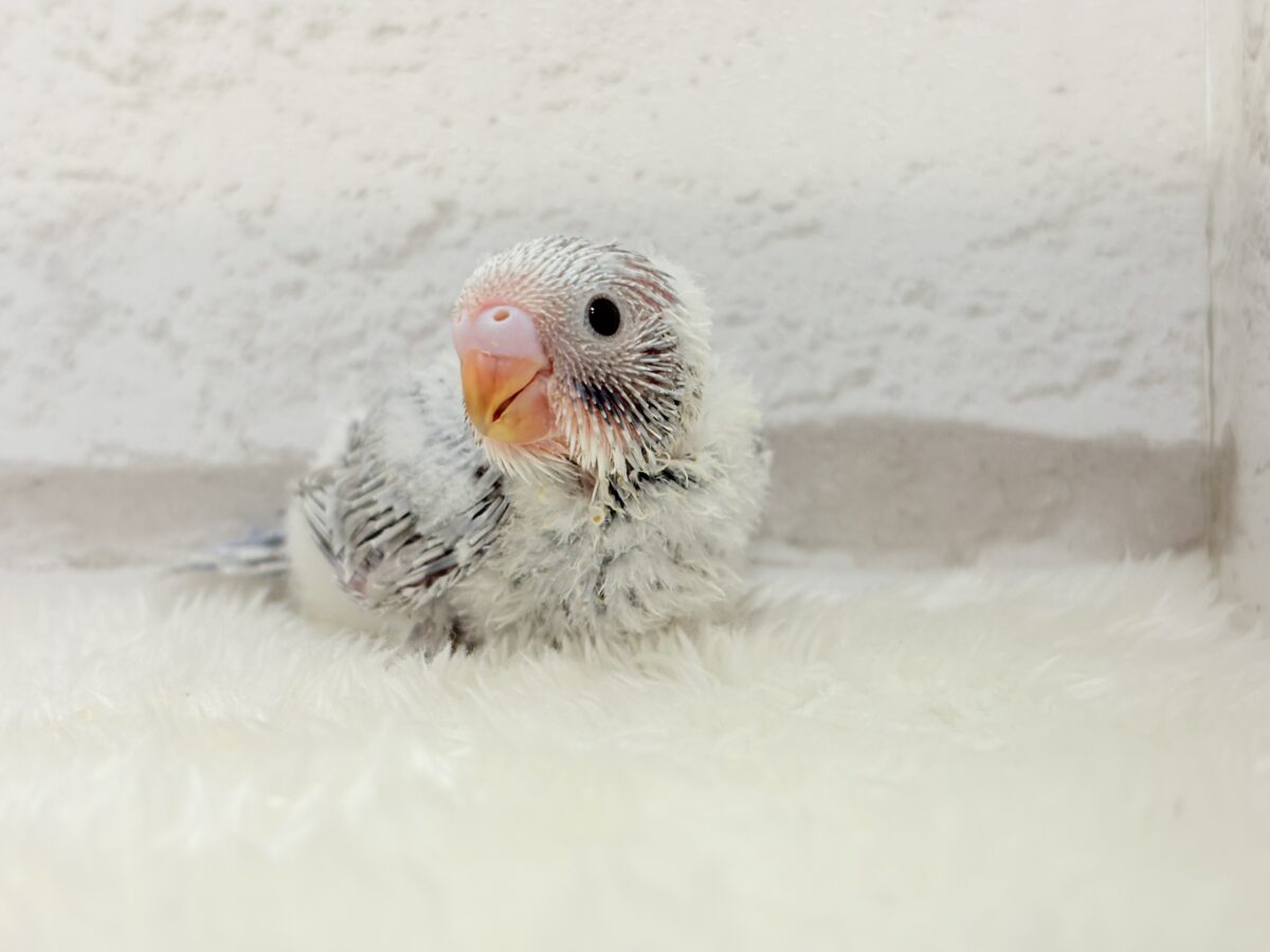 【最新画像更新🪄】ほわっ♡ふわっ♡わた毛に包まれた天使ちゃん🪅セキセイインコ(スパングル) ヒナ セキセイインコ