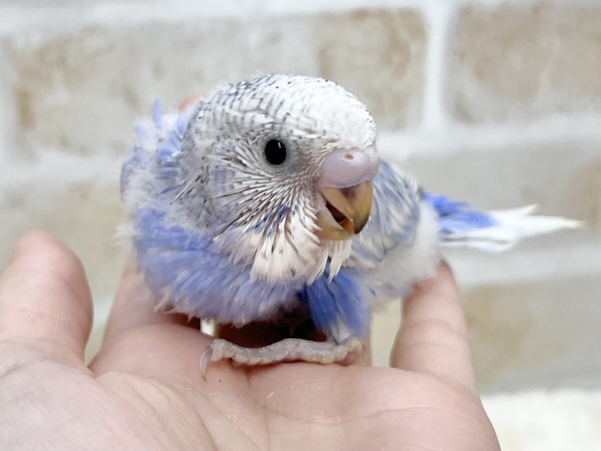 【🆙最新画像あり‼️】可愛いモフちゃん☁️💕 セキセイインコ(ブルースパングル) セキセイインコ