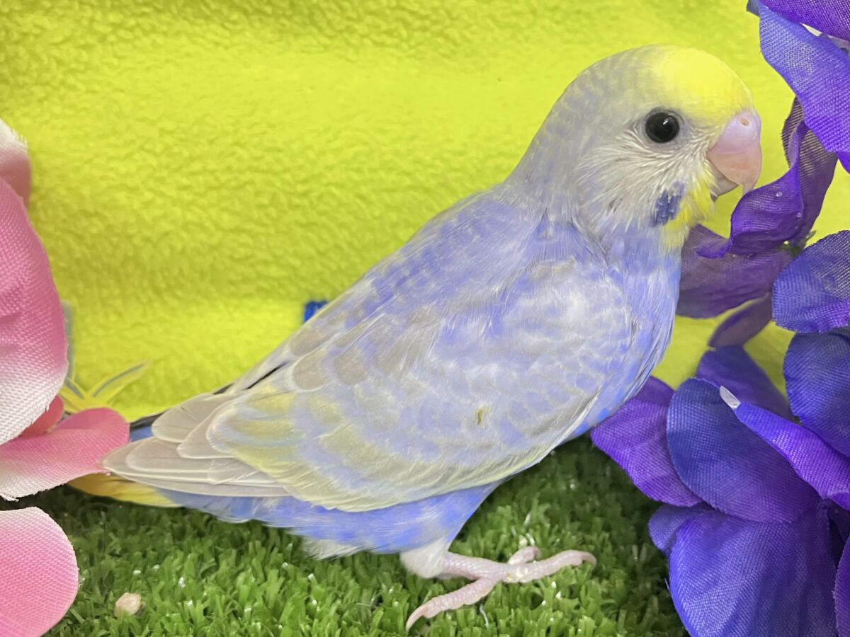 ヨゾラを走れ❕🌃𝑺𝒉𝒐𝒐𝒕𝒊𝒏𝒈🌟𝒔𝒕𝒂𝒓セキセイインコ(レインボー/2026年6月生まれ) セキセイインコ