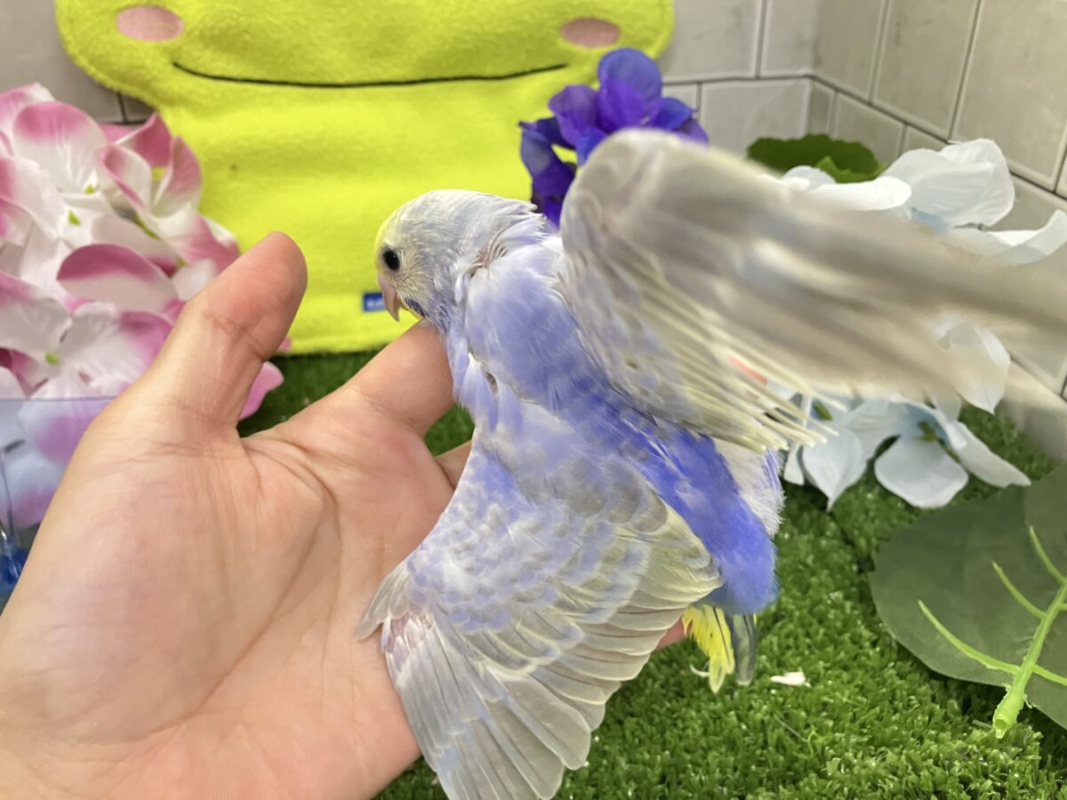 ヨゾラを走れ❕🌃𝑺𝒉𝒐𝒐𝒕𝒊𝒏𝒈🌟𝒔𝒕𝒂𝒓セキセイインコ(レインボー/2026年6月生まれ) セキセイインコ