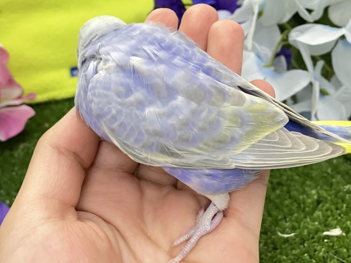 ヨゾラを走れ❕🌃𝑺𝒉𝒐𝒐𝒕𝒊𝒏𝒈🌟𝒔𝒕𝒂𝒓セキセイインコ(レインボー/2026年6月生まれ) セキセイインコ