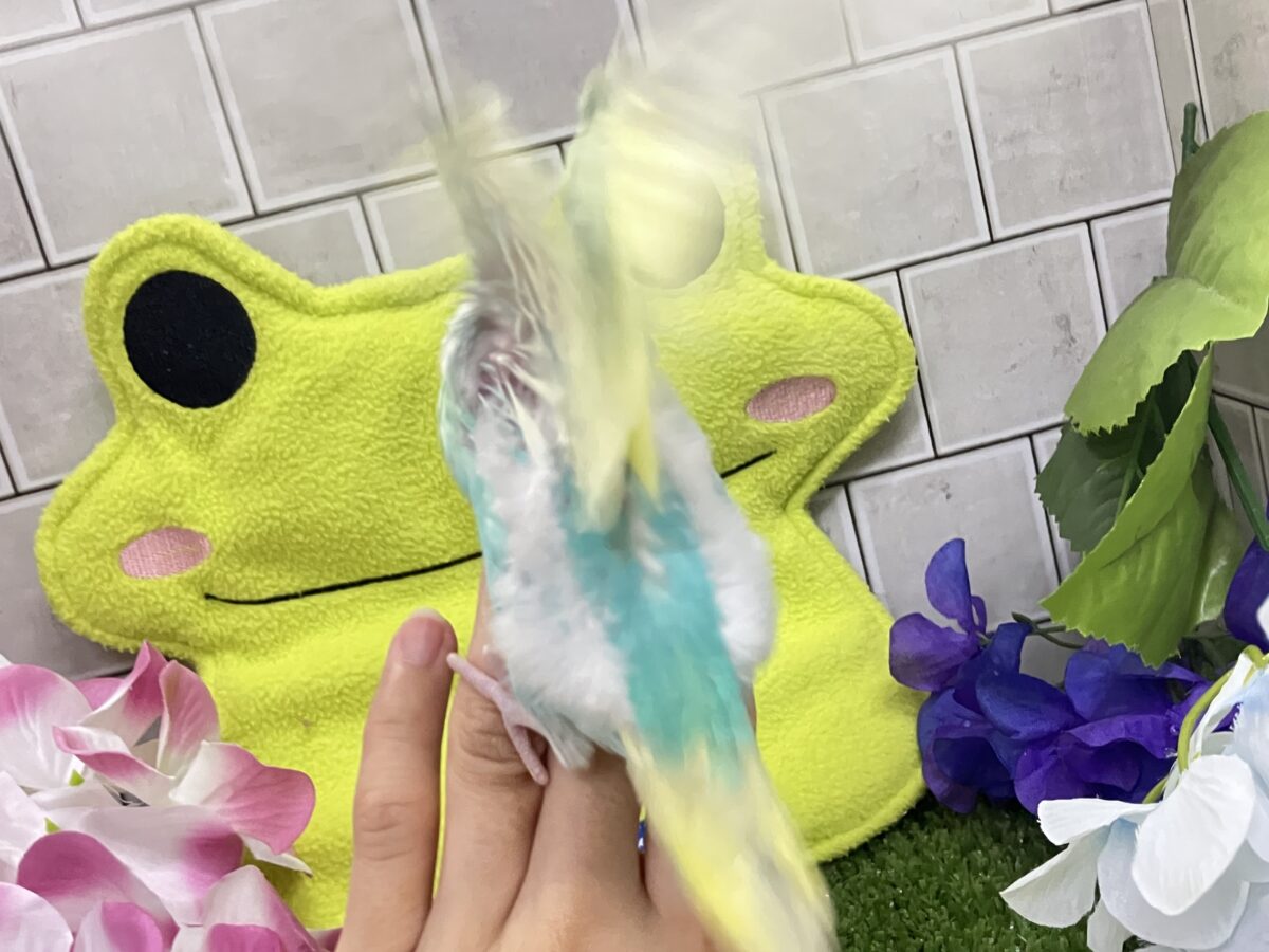✨️最新画像✨あまあまメロンのメロリーナ❕🍈꙳ ⟡セキセイインコ(レインボー/2026年6月生まれ) セキセイインコ