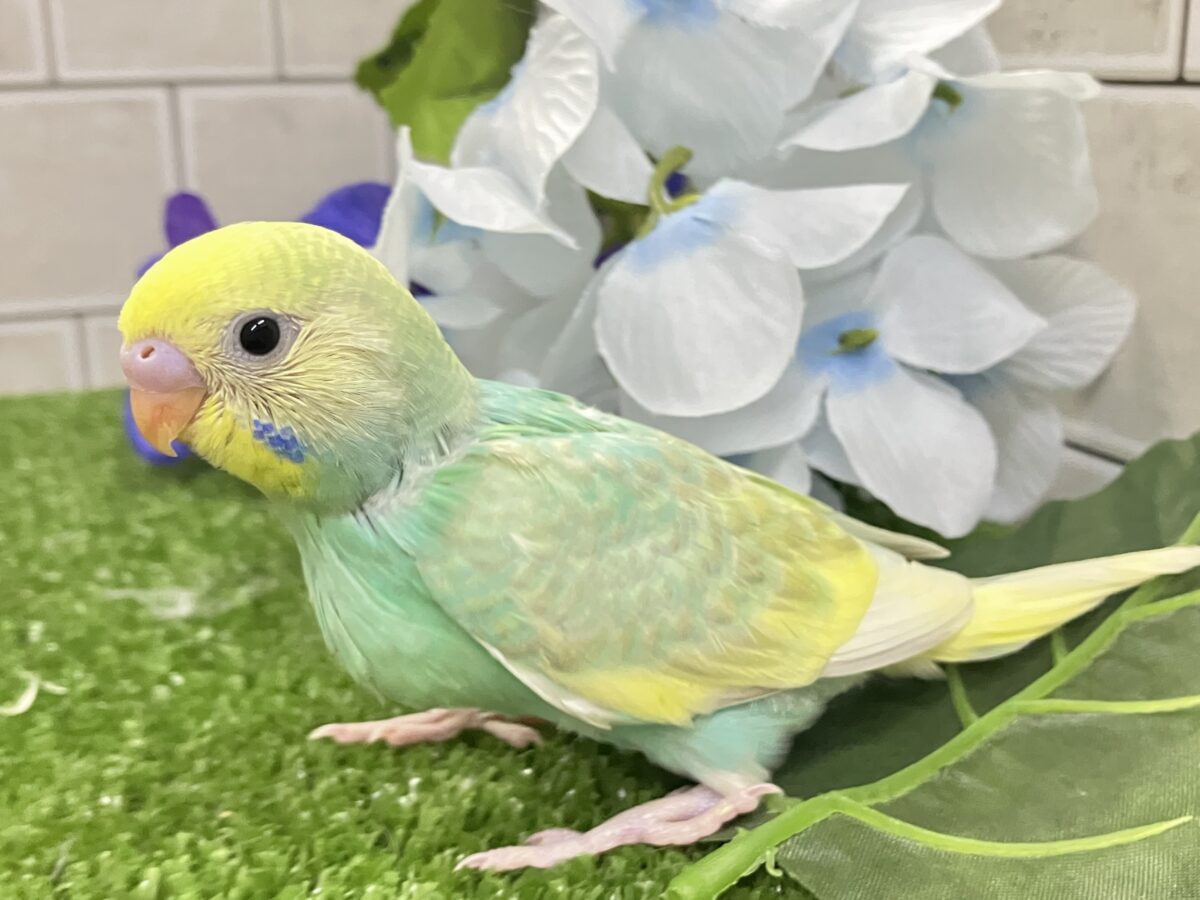 ✨️最新画像✨あまあまメロンのメロリーナ❕🍈꙳ ⟡セキセイインコ(レインボー/2026年6月生まれ) セキセイインコ