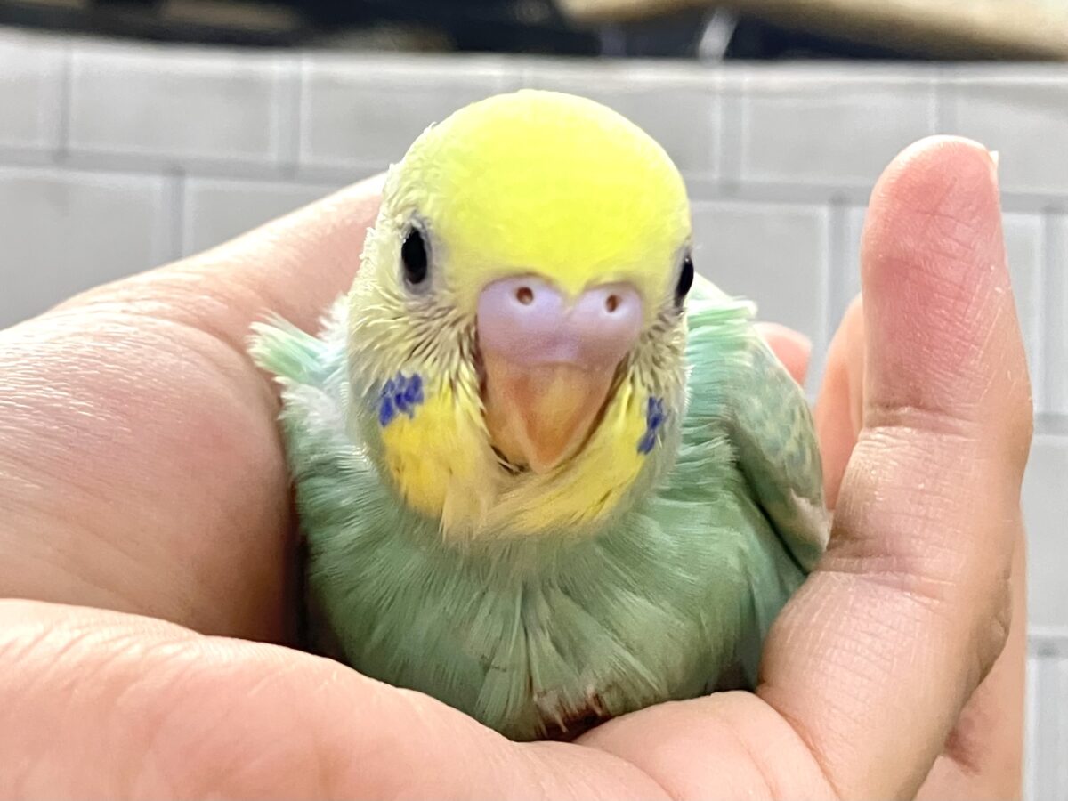 ✨️最新画像✨あまあまメロンのメロリーナ❕🍈꙳ ⟡セキセイインコ(レインボー/2026年6月生まれ) セキセイインコ