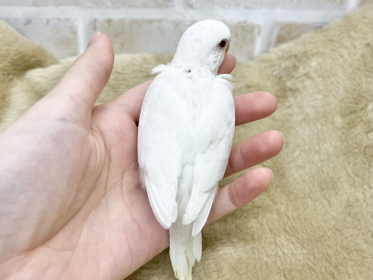 まっしろおもちちゃん☁️✨ セキセイインコ(アルビノ) セキセイインコ