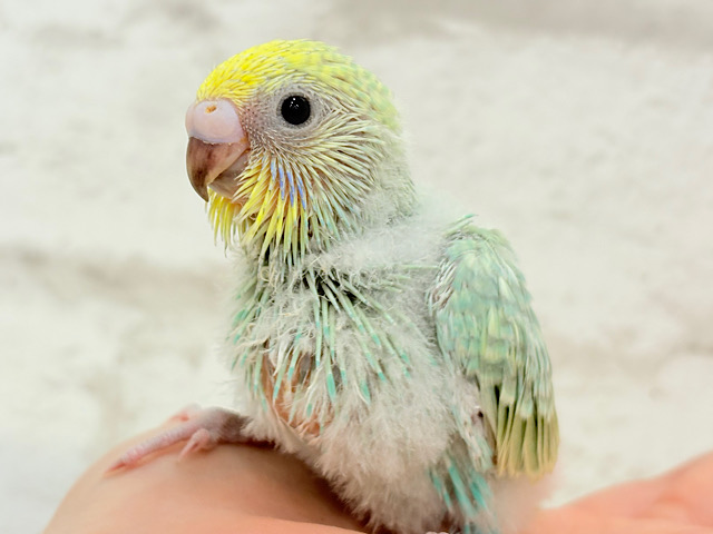 可愛さの塊っ🐣💖セキセイインコ(パステルカラーレインボー) ヒナ
