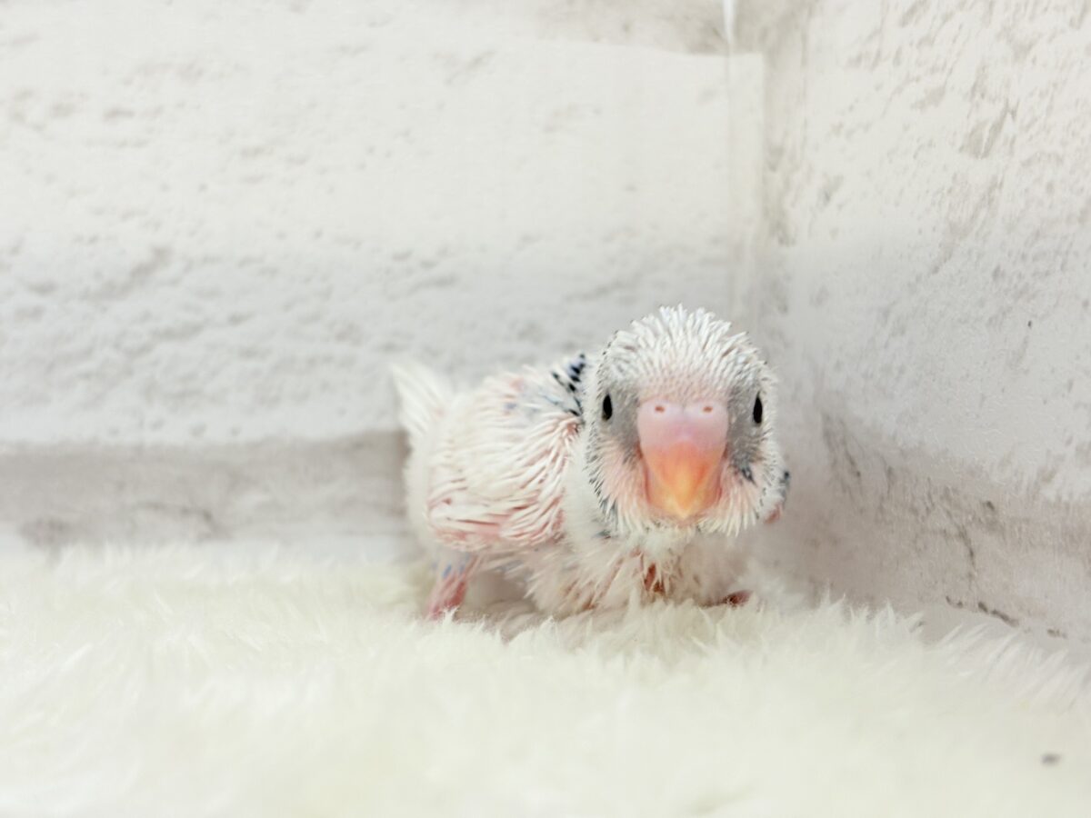 白多め♡ふわふわわた毛ちゃん.*・゚セキセイインコ(パイド) ヒナ セキセイインコ