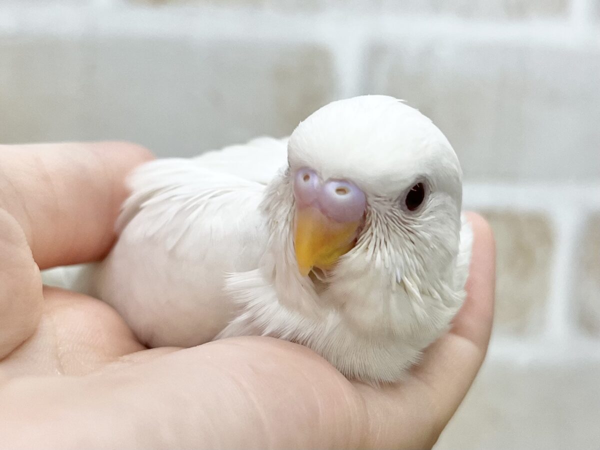 まっしろおもちちゃん☁️✨ セキセイインコ(アルビノ) セキセイインコ