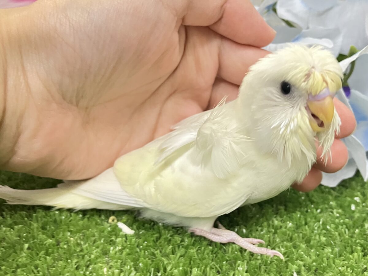 梵天セキセイインコ